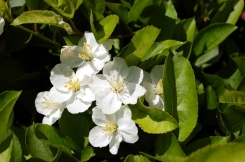 Flowering bush with white flowers